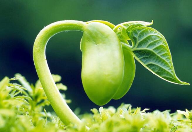 phytosterol.jpg