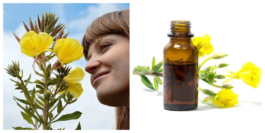 Evening Primrose Extract Evening Primrose Extract