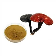 Ganoderma Lucidum ekstraktpulver