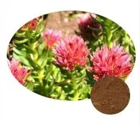 Rhodiola Rosea ekstrakt pulver